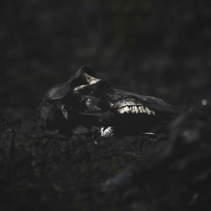 EL Camino (Explicit)