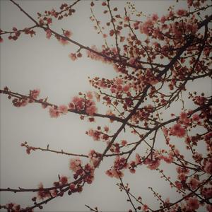 Siempre Te Amaré (Explicit)