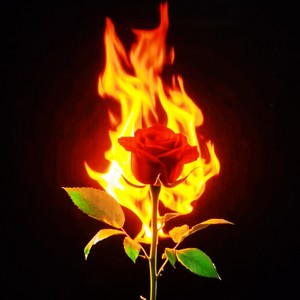 烈焰玫瑰花 (Remix)封面