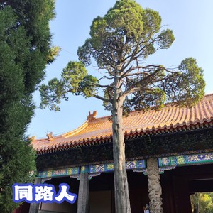 同路人 (弹唱版)