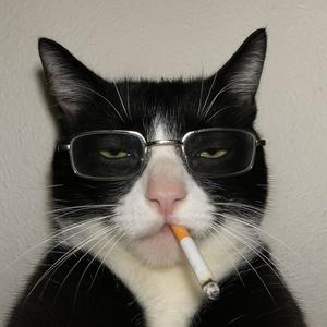 Ay Mi Gatito (Miau Miau)