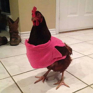 Chickin Snuggie (Explicit)