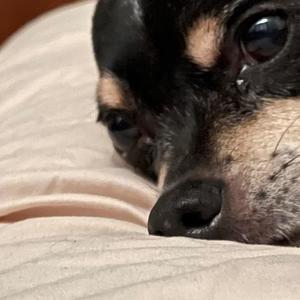 Wither Skeleton(feat. silvercrxw!) (Explicit)