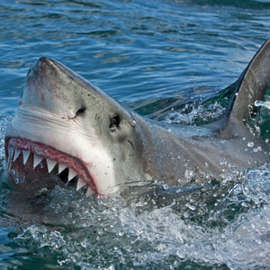 Ain't About That (Explicit)