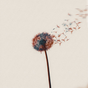 El niño del jardín