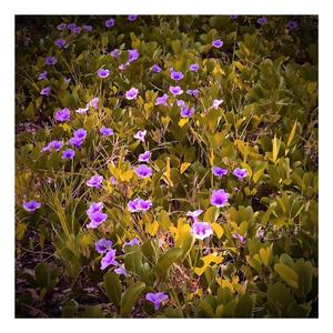 Violets (feat. whoisoxyo) (Explicit)