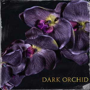 Dark Orchid