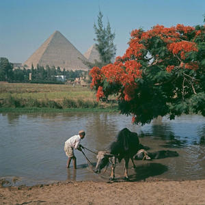 Need moe (feat. VICK! & Mr.strangeloots|Explicit)