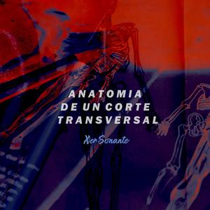 ANATOMIA DE UN CORTE TRANSVERSAL (Explicit)