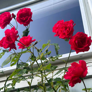 Scripture (2019) (Explicit)