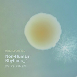 Non-Human Rhythms 1