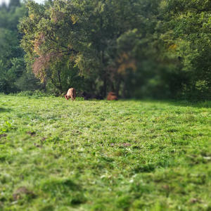 Něco přines, něco odnáší (feat. Josefina Dusk) (Explicit)