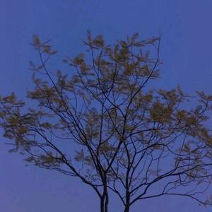 一荤一素