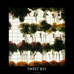 Sweet Bay