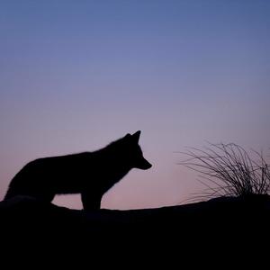 Wolf In The Night