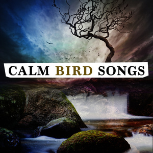 Calm Bird Songs