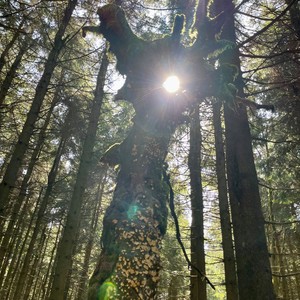 Piano im Park (Live)