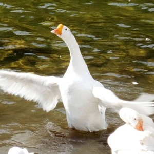 【鬼畜】鹅鹅鹅之歌