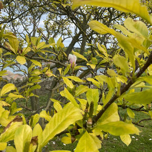 Dragons and Unicorns