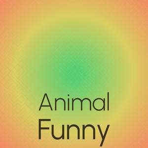 Animal Funny