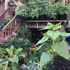 Rockin On A Island (Explicit)