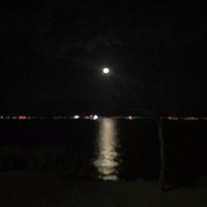 困在孤岛的无脚鸟 (Remix|Limp1d.T/南似梦/里昂 Remix)