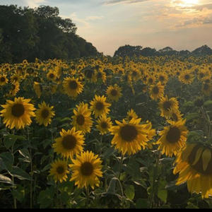 sunflower feelings