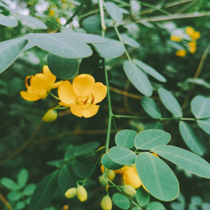 再寻桃花源 (Inst.)