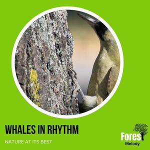 Whales In Rhythm - Nature at its Best