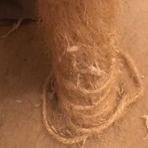 Joey King - Scratching Post