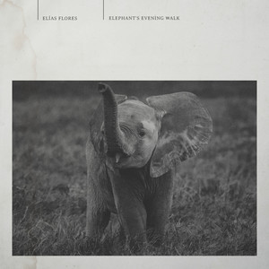 Elephant's Evening Walk