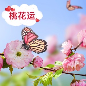 广西桃花运-表妹李kk (DJ弹鼓版)