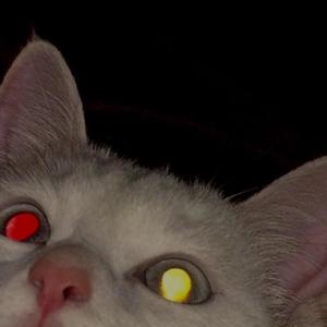 E Mesmo Se Eu Tentasse (feat. YungFall)