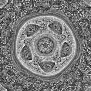 Eight Tantric Deities Difficult to Propitiate