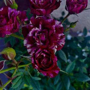 Pain (feat. Yoppa) (Explicit)