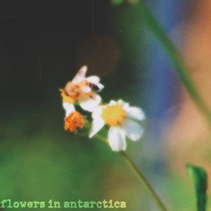 flowers in antarctica