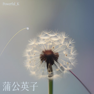 蒲公英子