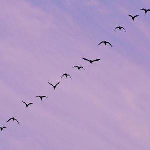 第二杯半价 (COVER版)