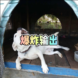 爱你错错错 (DJ版)