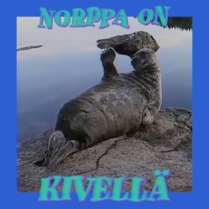 Norppa on kivellä