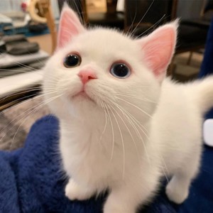 学猫叫