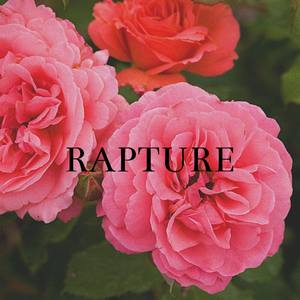 Rapture