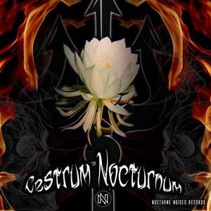 Cestrum Nocturnum