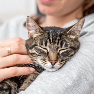 Orquesta Silenciosa En Armonía Felina