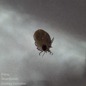 Я вырву тебе септум (Explicit)