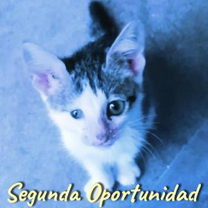 Segunda Oportunidad (Instrumental)