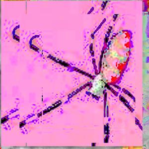 Pink Xan Spider Anthem (feat. BNKH, Bronjame$on & skomaZOM) (Explicit)