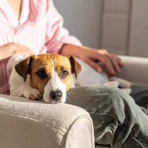 Ritmos Calmantes Para La Comodidad Del Perro