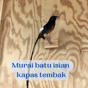 Murai Batu Isian Kapas Tembak (Live)