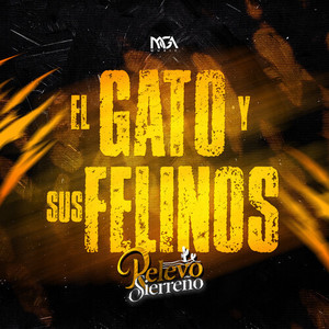 El Gato Y Sus Felinos